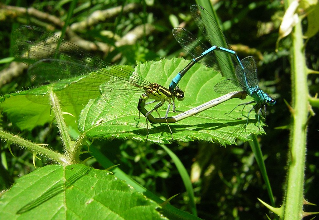 What This Means for Our Relationship with Nature (image credits: flickr)