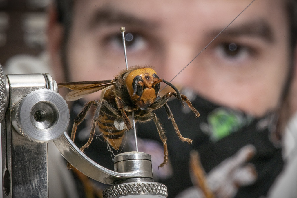 The Microscopic Arsenal Hidden in Nature's Pharmacy (image credits: flickr)