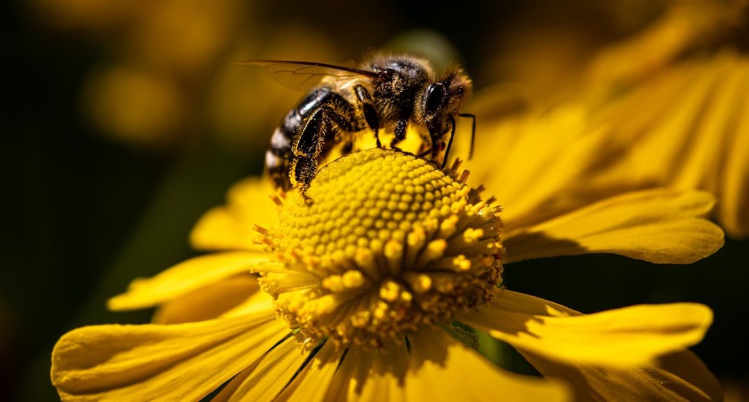 Environmental Impact and Bee Conservation (image credits: unsplash)