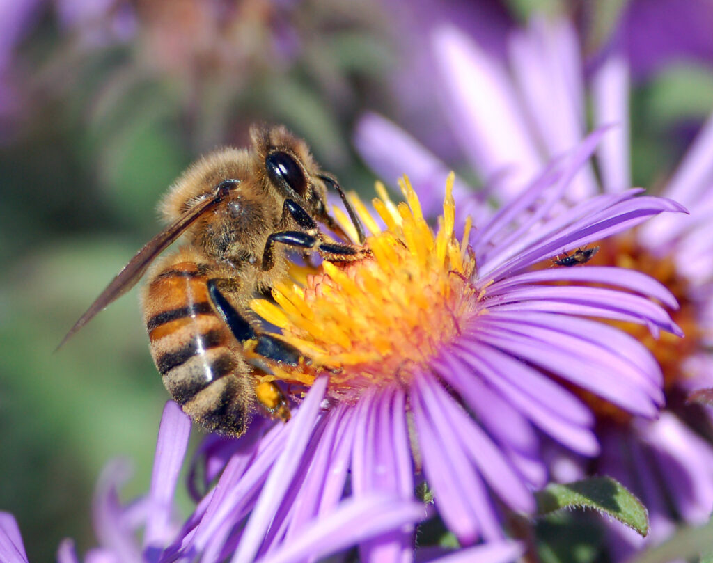 Bee Venom and the Battle Against Superbugs