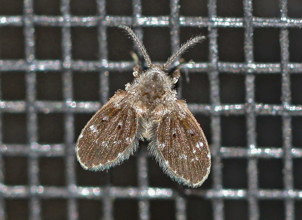 What Exactly Are Drain Flies and Why Should You Care (image credits: flickr)