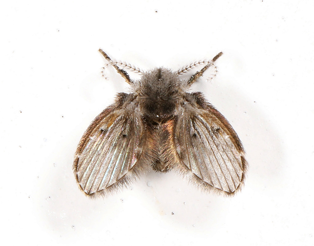 How to Identify Drain Flies vs Other Common Household Pests (image credits: flickr)