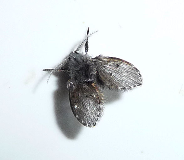 The Bug Under Your Sink Might Be a Drain Fly—and That's Gross but Fixable
