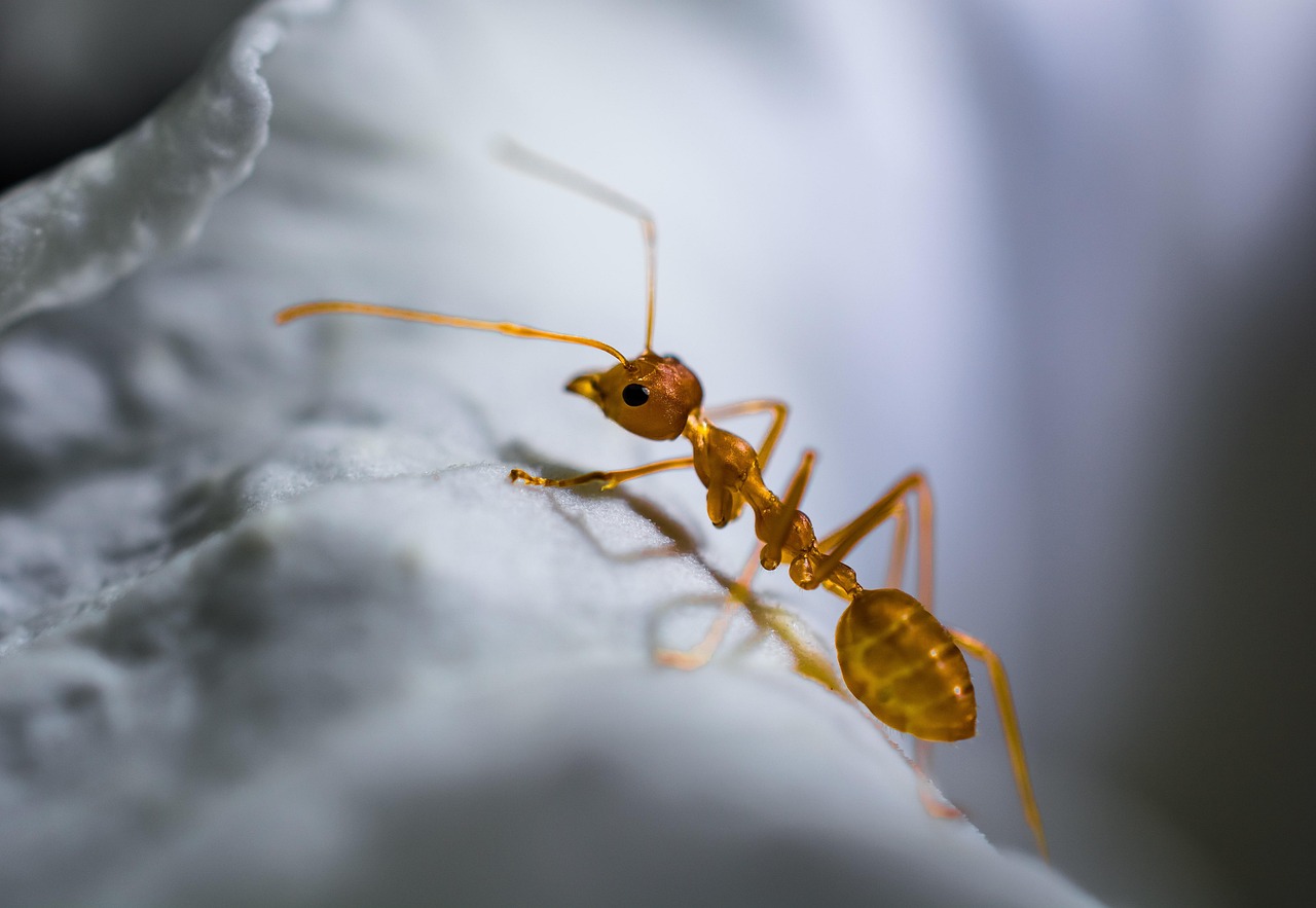 The Tropical Advantage: Why Heat and Humidity Create Ant Havens (image credits: pixabay)
