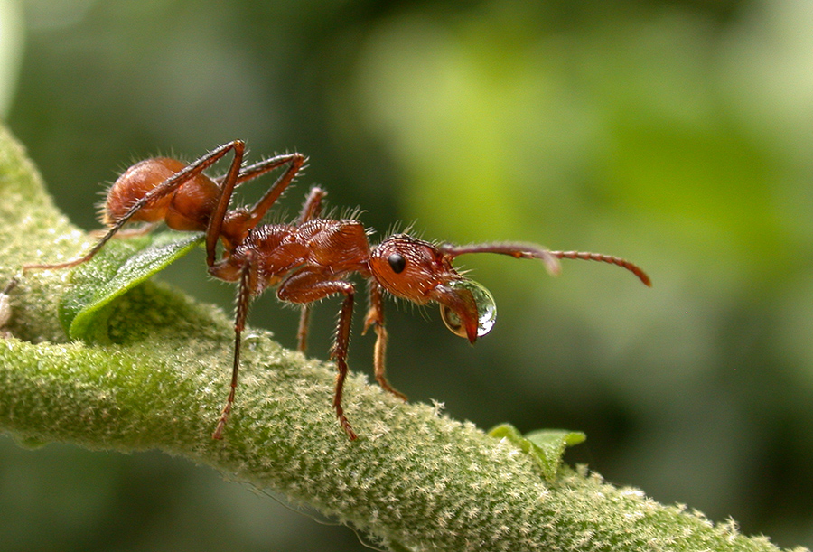 Vertical Kingdoms: How Rainforest Layers Create Distinct Ant Worlds (image credits: wikimedia)