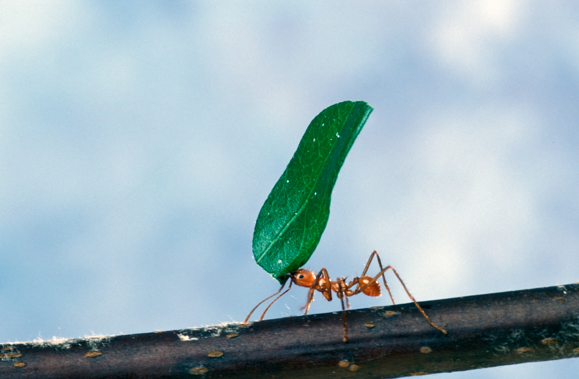 The Leaf-Cutter Phenomenon: Agricultural Ants That Predate Human Farming (image credits: wikimedia)