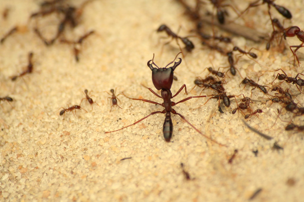 Army Ants: The Nomadic Hunters That Strike Fear Into the Forest (image credits: flickr)