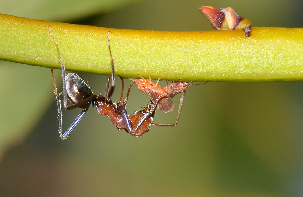The Acacia Partnership: When Plants and Ants Form Military Alliances (image credits: flickr)