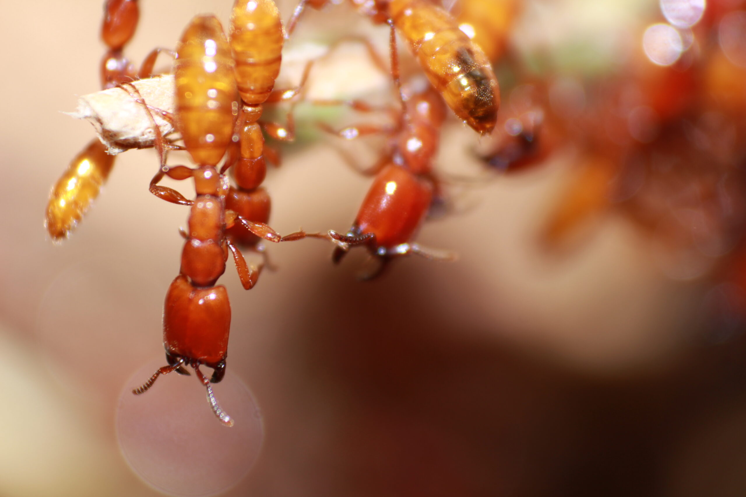 The Decomposer Dynasty: Ants That Recycle the Forest (image credits: wikimedia)