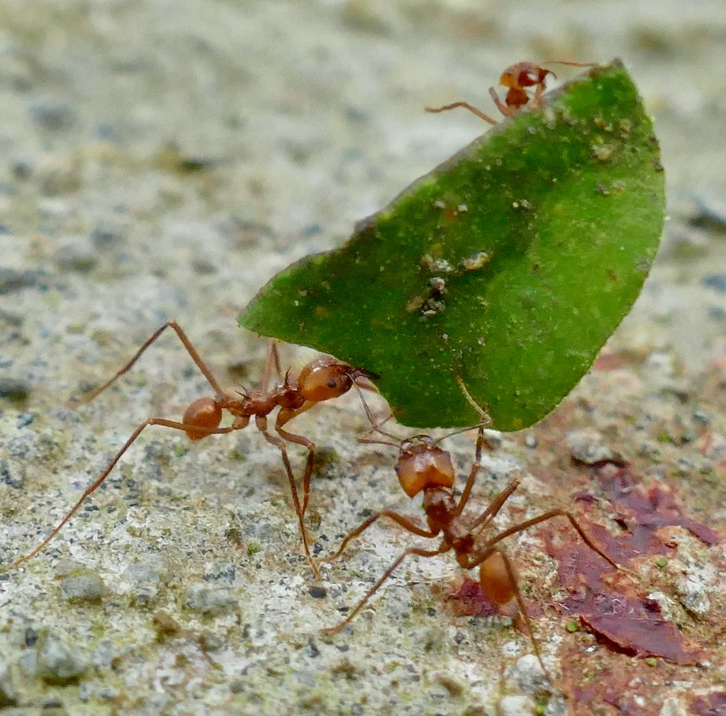 Symbiotic Relationships: When Ants Become Living Ecosystems (image credits: flickr)