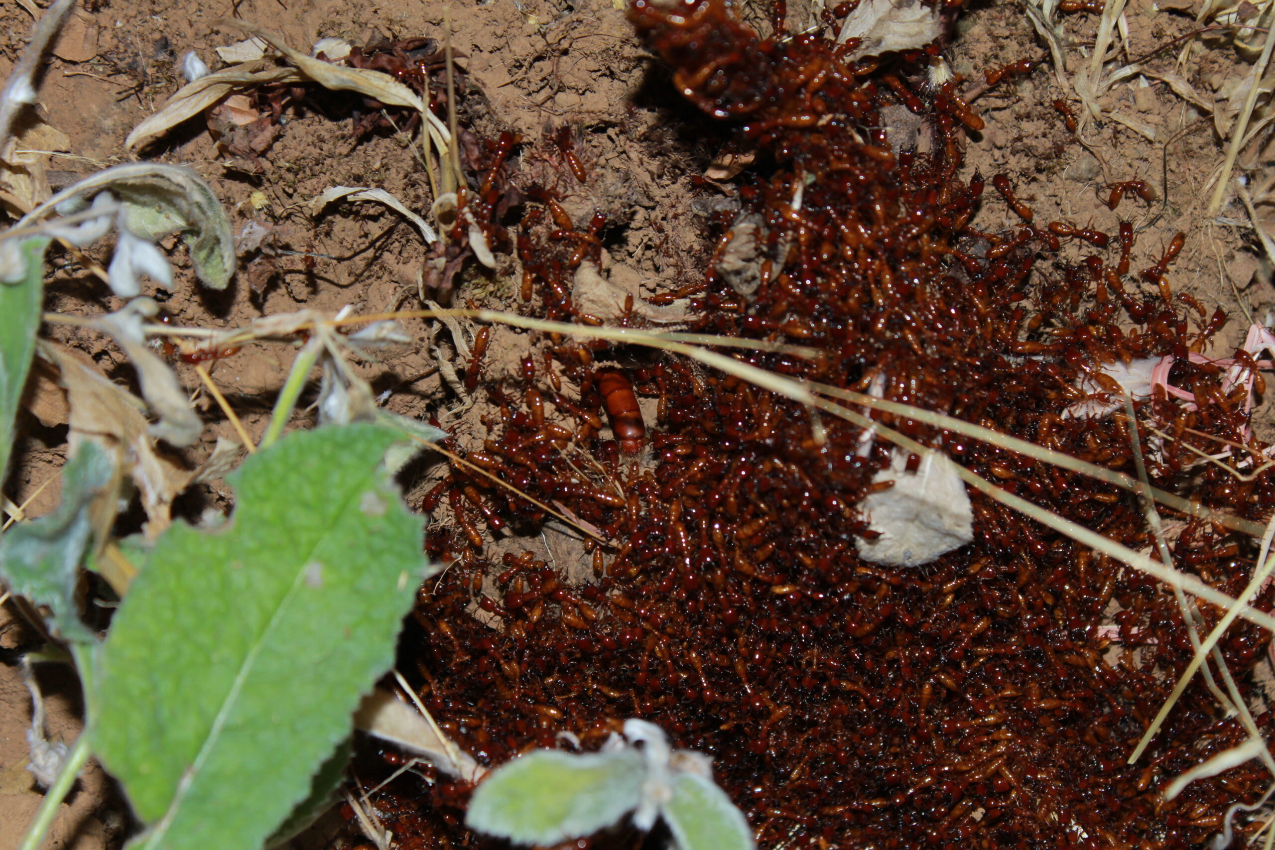 The Numbers Game: Why Tropical Diversity Defies Imagination (image credits: wikimedia)