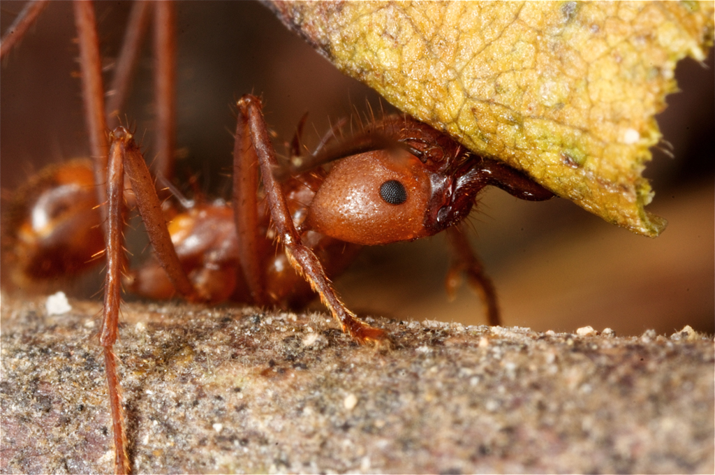 Conservation Challenges: Protecting the Invisible Majority (image credits: wikimedia)