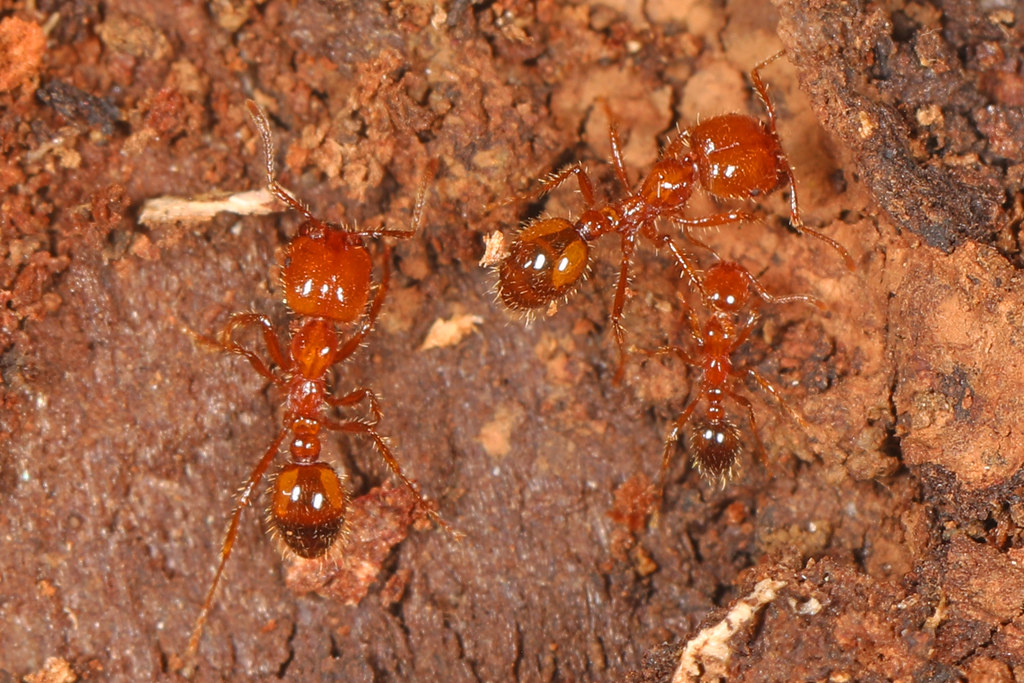 Ants of the Tropics: Why the Jungle Is Crawling With Thousands of Species
