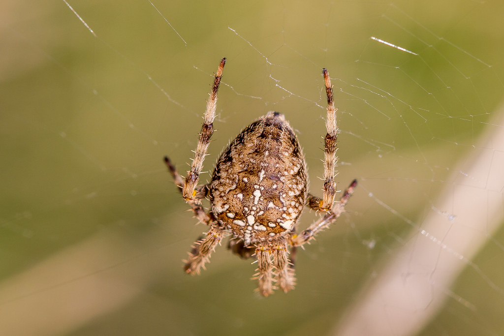 The Surprising Truth About Spider Bites (image credits: flickr)