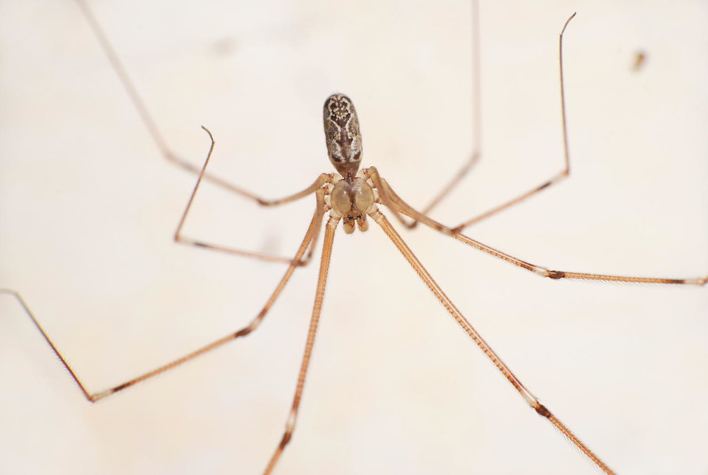 Daddy Long-Legs: The Gentle Giants (image credits: flickr)