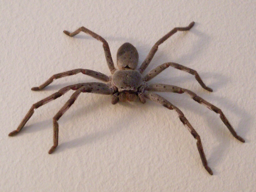 Huntsman Spiders: All Show, No Bite (image credits: flickr)
