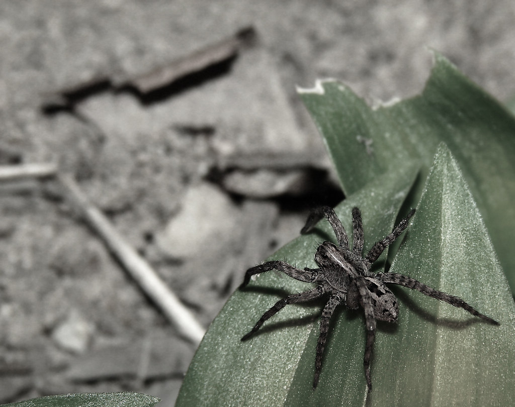 Wolf Spiders: Fierce Appearance, Mild Temperament (image credits: flickr)