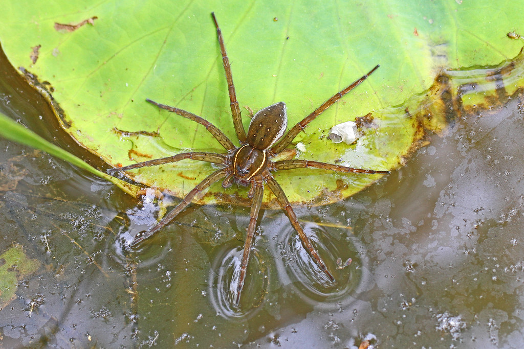 Fishing Spiders: Water Warriors With Weak Weapons (image credits: flickr)