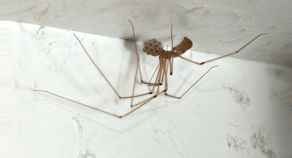 Cellar Spiders: Basement Dwellers With No Bite (image credits: flickr)