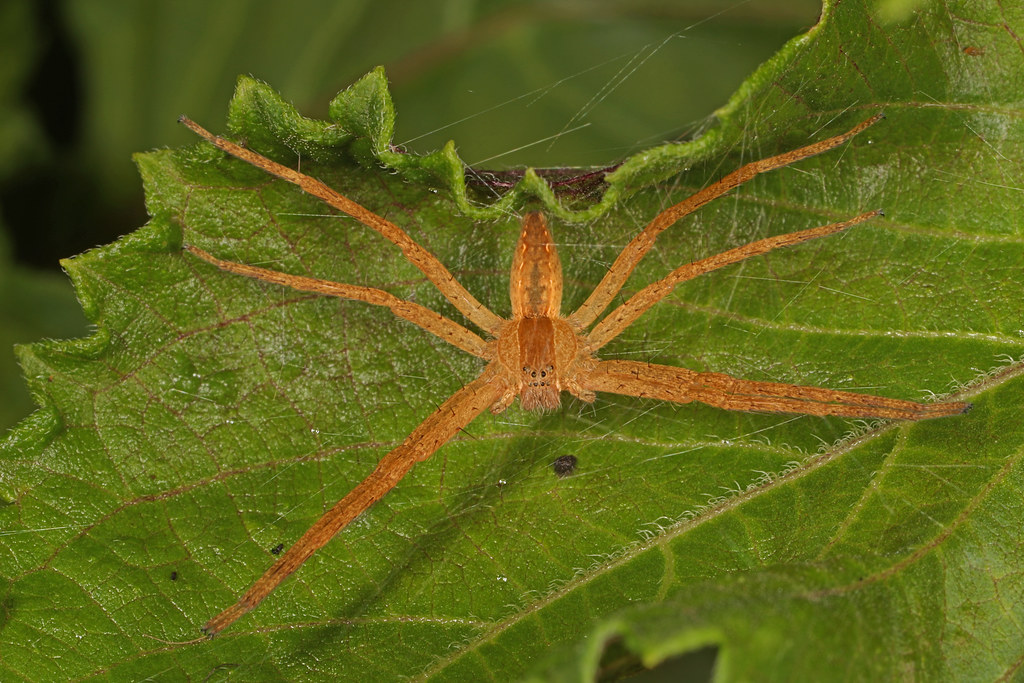 Nursery Web Spiders: Protective Mothers, Gentle Biters (image credits: flickr)