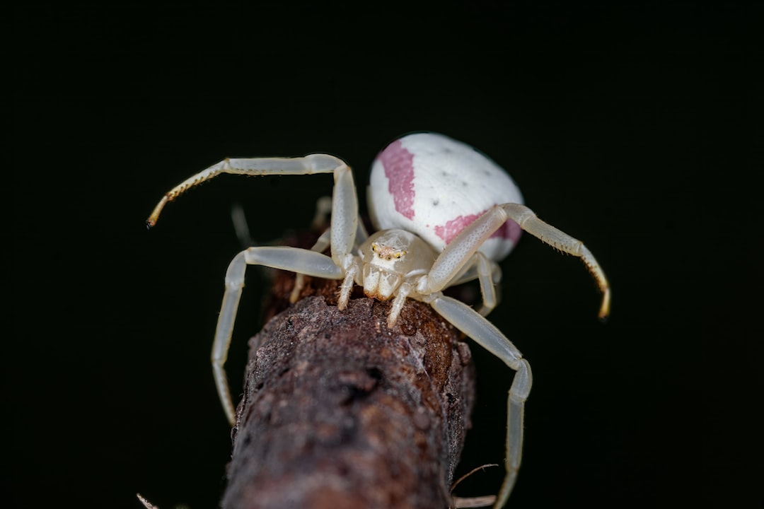 Crab Spiders: Colorful Ambushers With Tiny Fangs (image credits: unsplash)