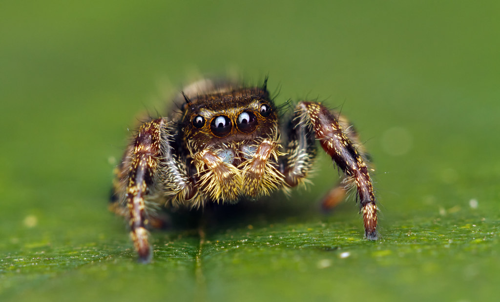 Jumping Spiders: Acrobatic Performers, Not Biters (image credits: flickr)