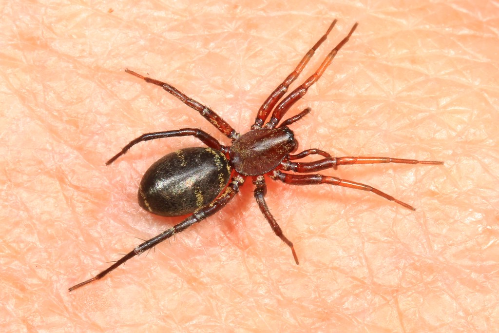 Sac Spiders: Night Hunters With Weak Weapons (image credits: flickr)