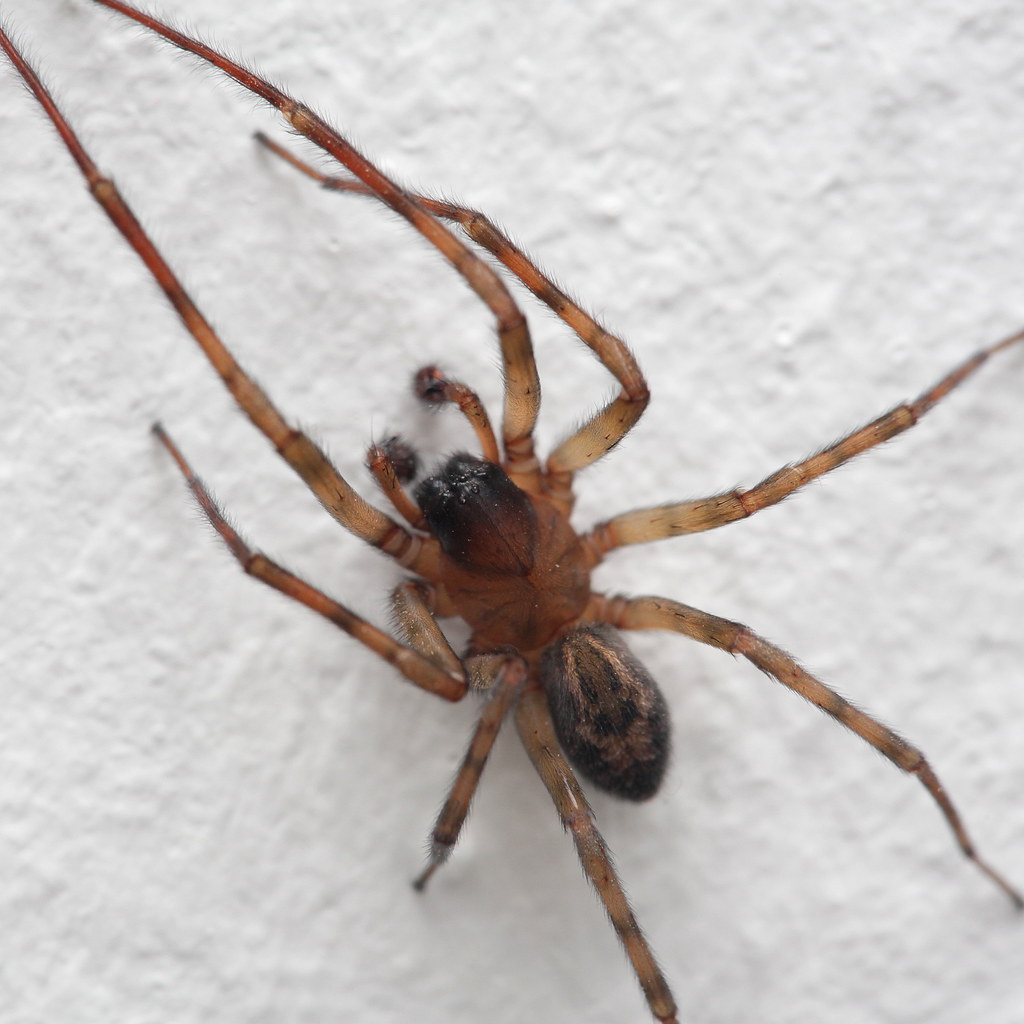 Running Spiders: Speed Demons With Gentle Souls (image credits: flickr)