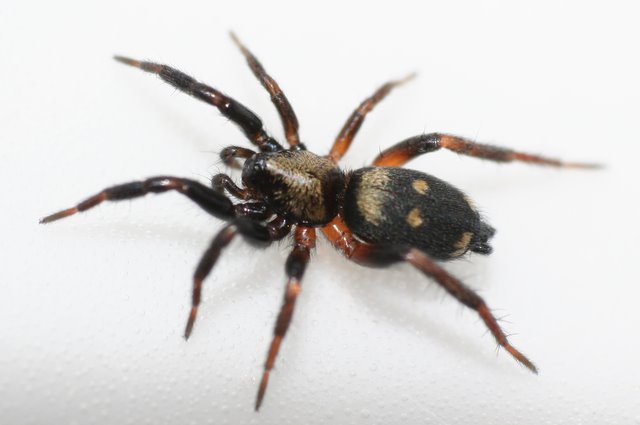 Ground Spiders: Earth-Dwelling Guardians (image credits: wikimedia)
