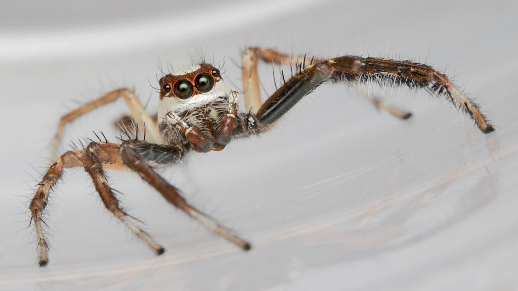 Spiders That Look Scary But Can't Even Bite You