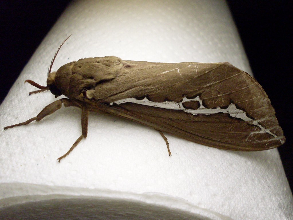 The Chemistry Behind Bug Attraction (image credits: flickr)