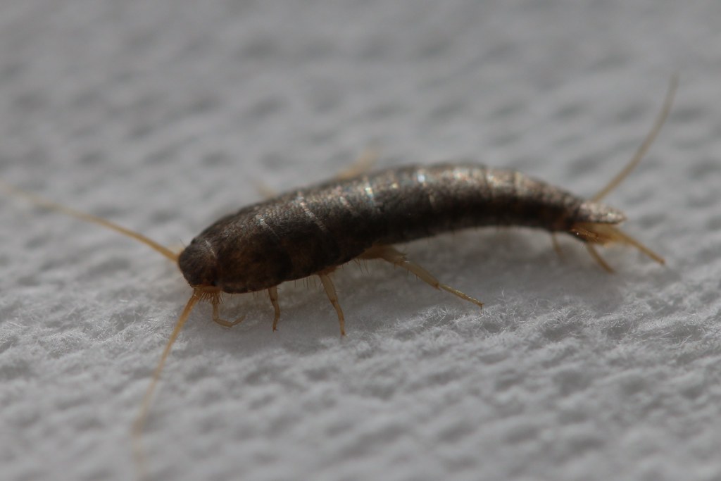 Silverfish: The Ultimate Paper Predators (image credits: flickr)