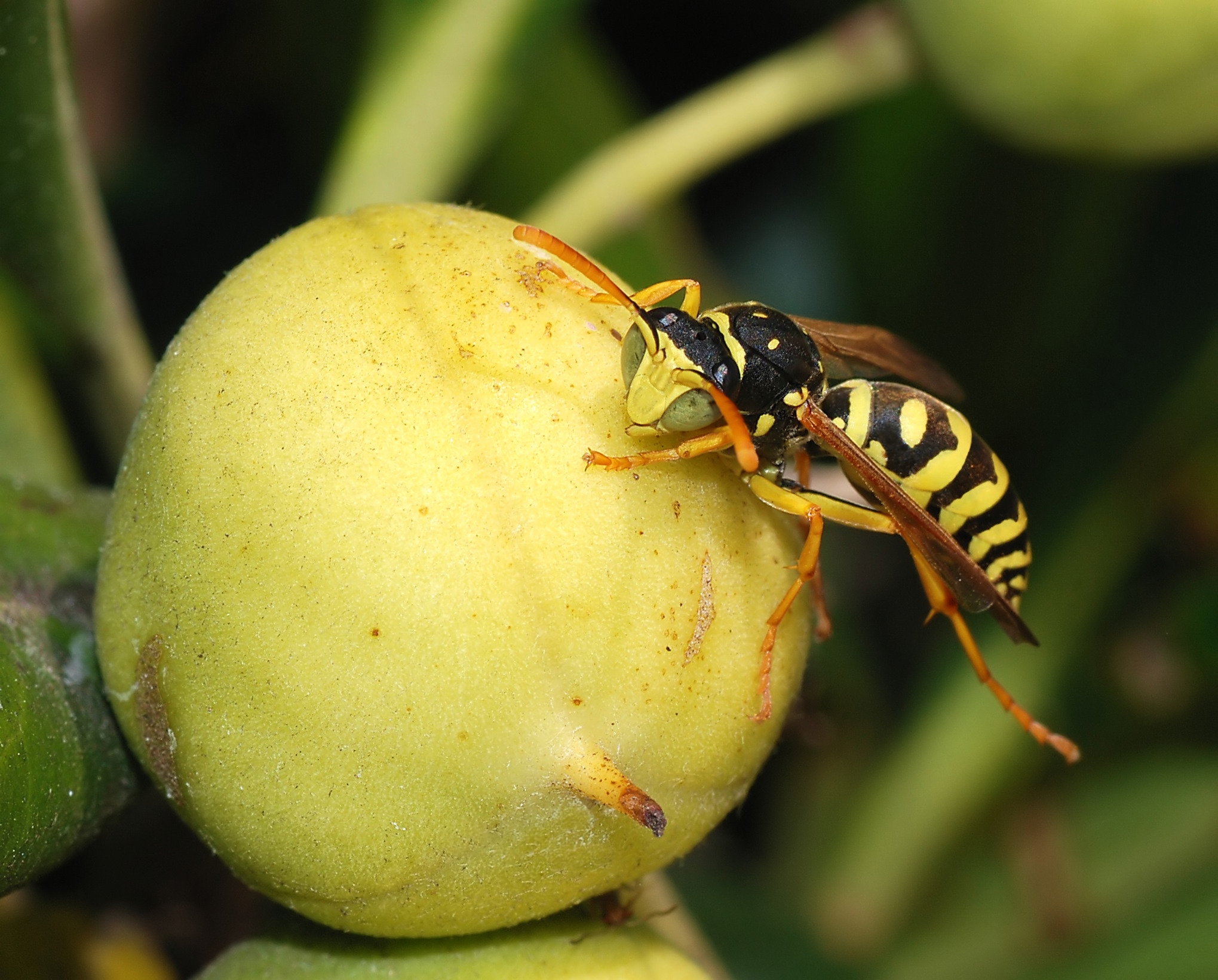 Starch: The Universal Bug Magnet (image credits: wikimedia)