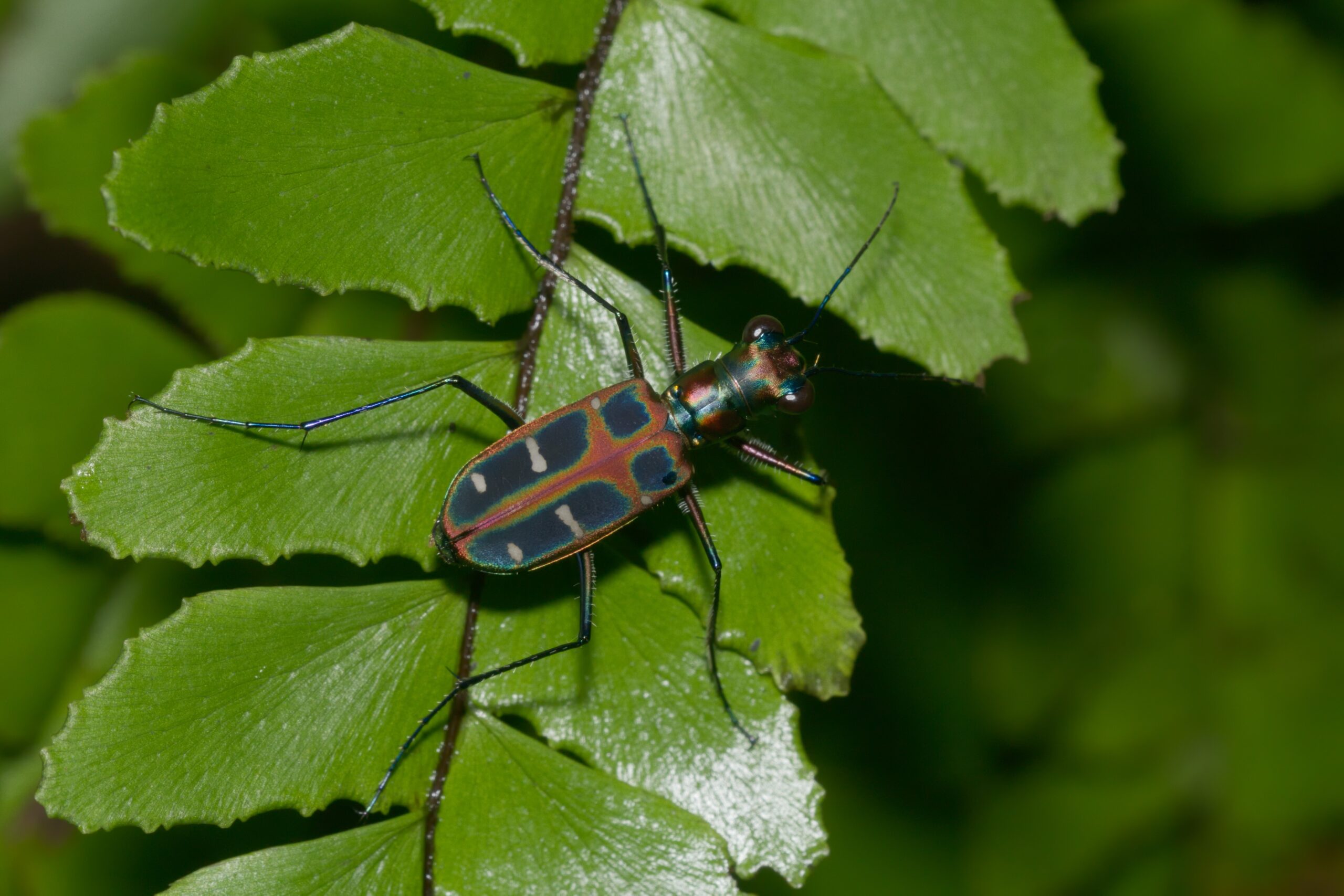 Seasonal Patterns in Bug Activity (image credits: wikimedia)