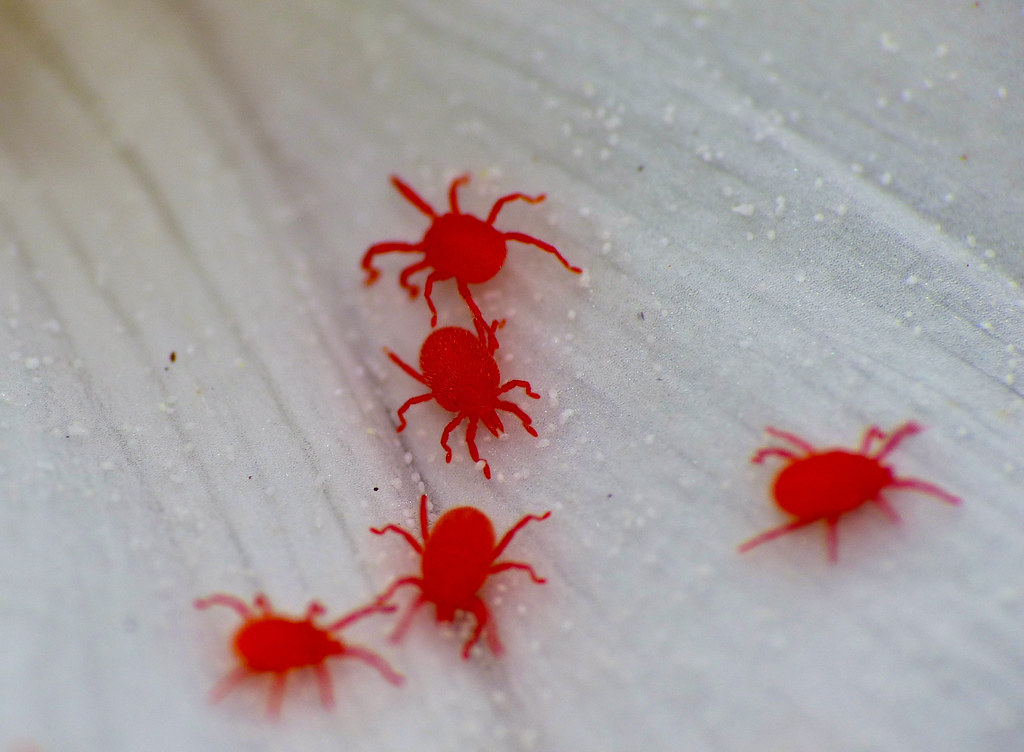 Clover Mites: The Harmless Red Invaders (image credits: flickr)