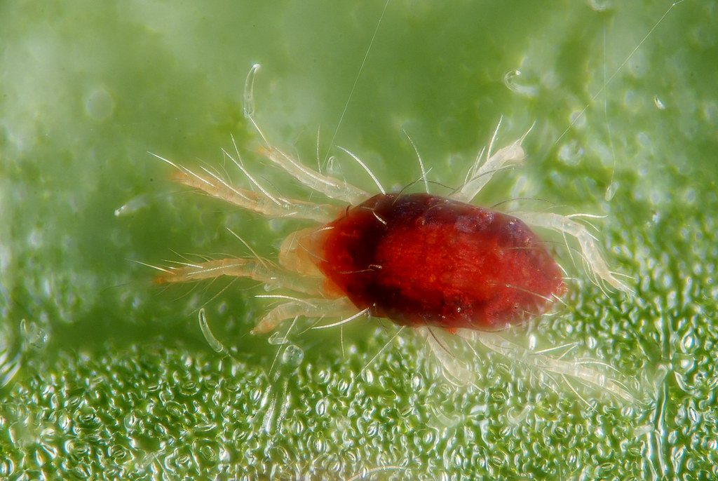 Spider Mites: The Plant-Loving Red Specks (image credits: flickr)