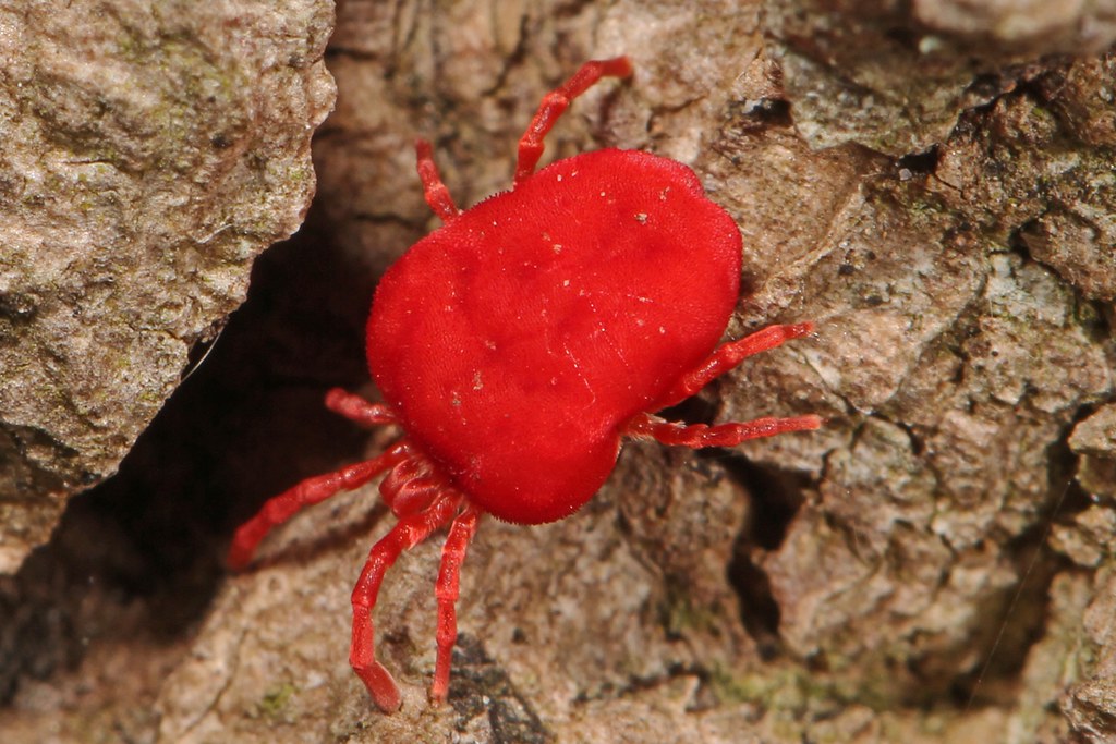 Chiggers: The Outdoor Red Menace (image credits: flickr)