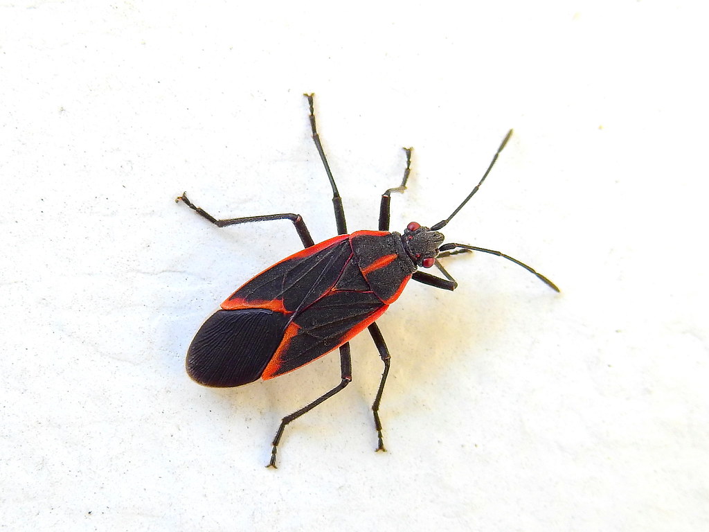 Boxelder Bugs: The Seasonal Red Visitors (image credits: flickr)