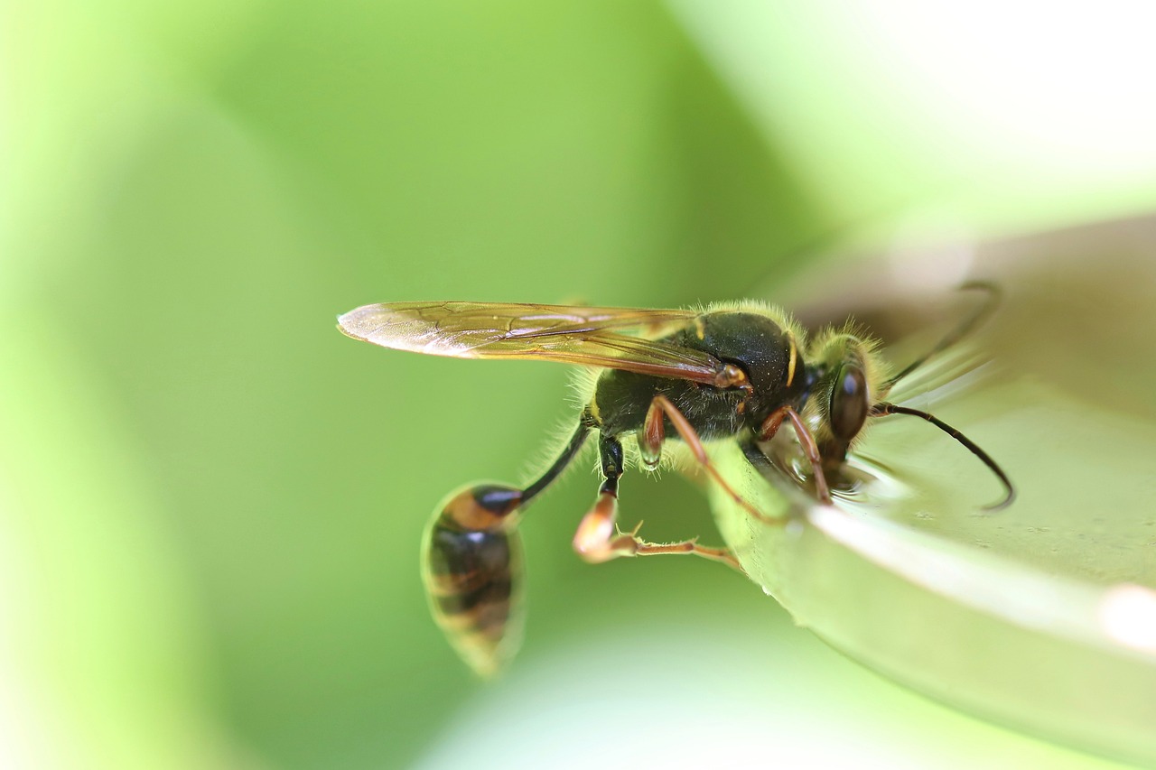 The Ancient Wasp Ancestors (image credits: pixabay)