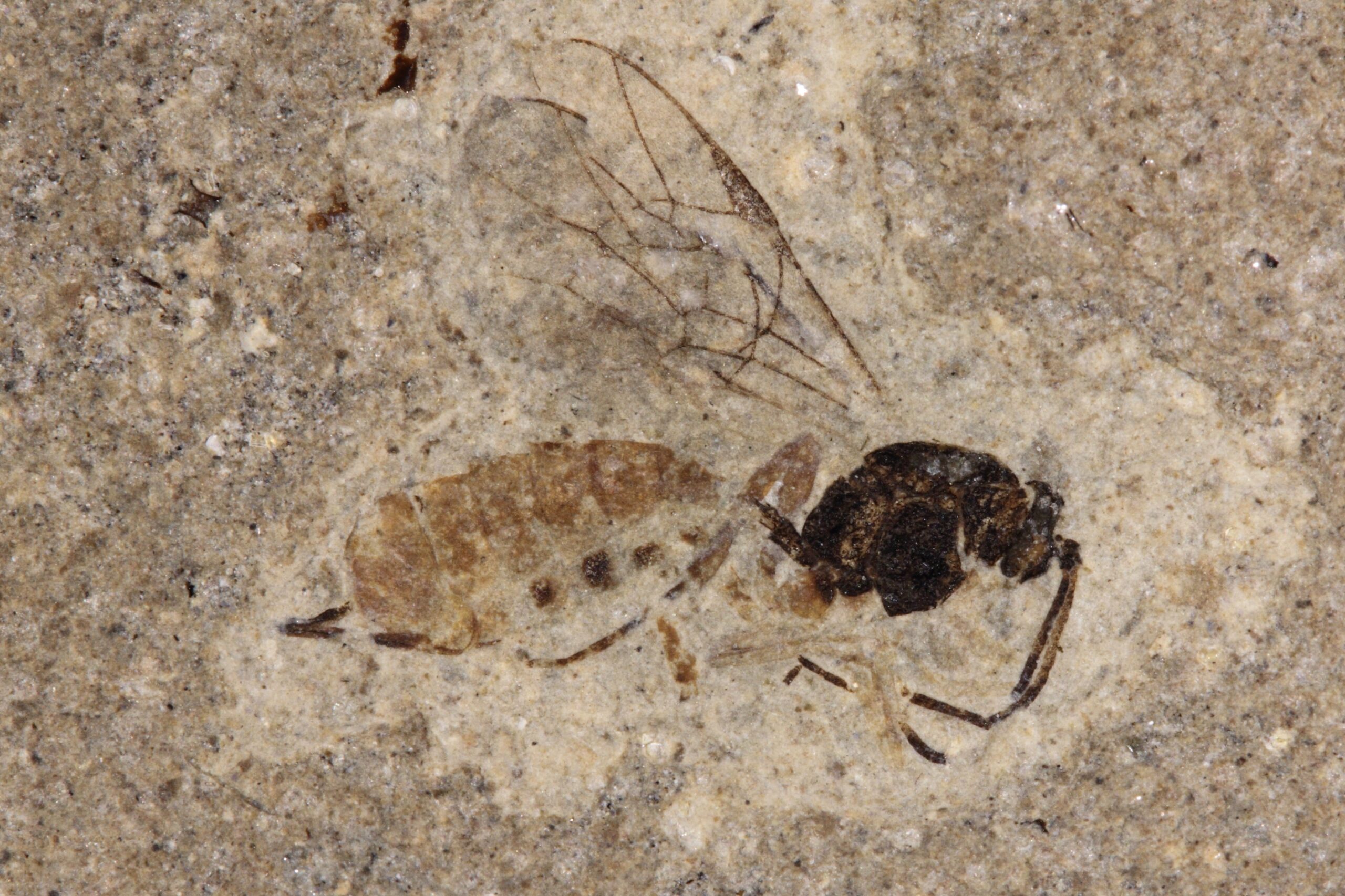 The Critical Moment of Divergence (image credits: wikimedia)