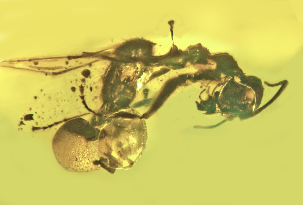 The Fossil Record: Piecing Together the Past (image credits: flickr)