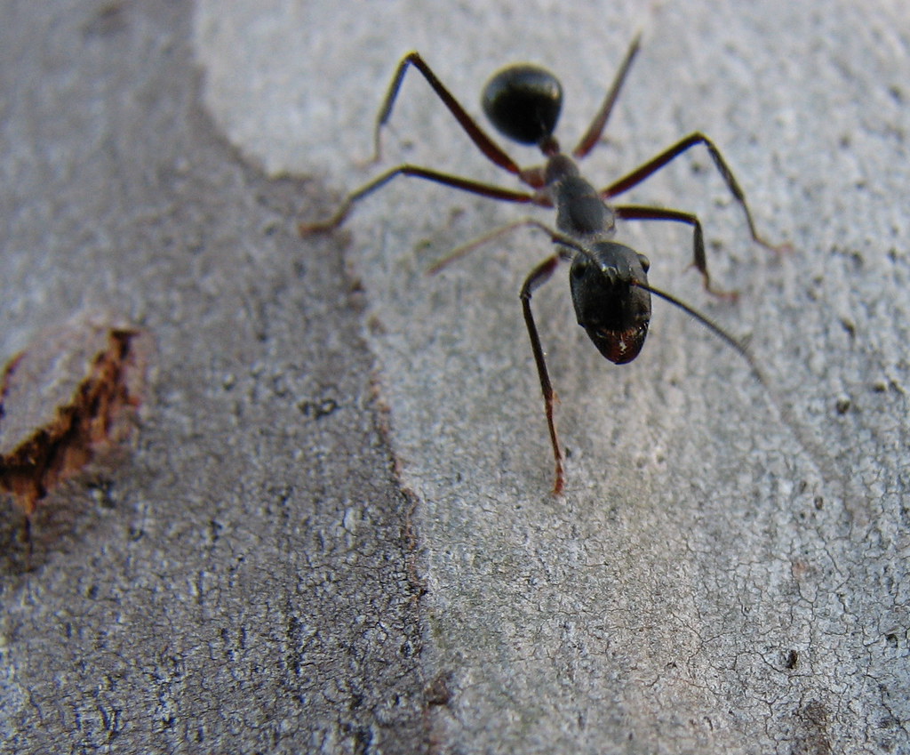 From Wasp to Worker: The Surprising Evolutionary Origins of Ants