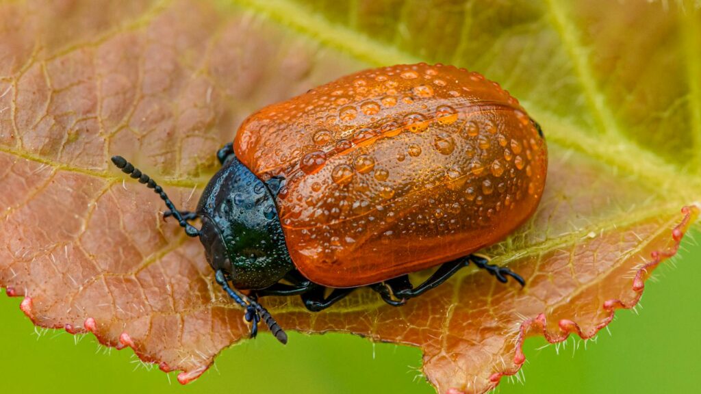 Detailed view of a Chrysomela populi beetle resting on a wet leaf.