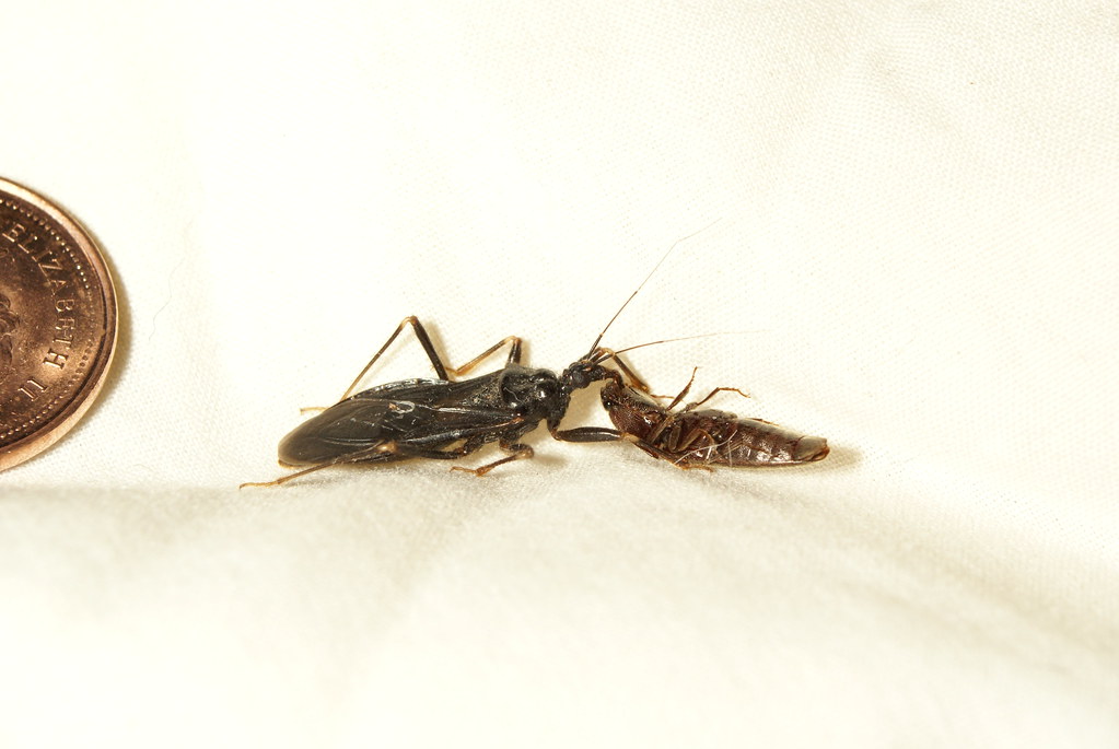 Prey Selection and Corpse Curation