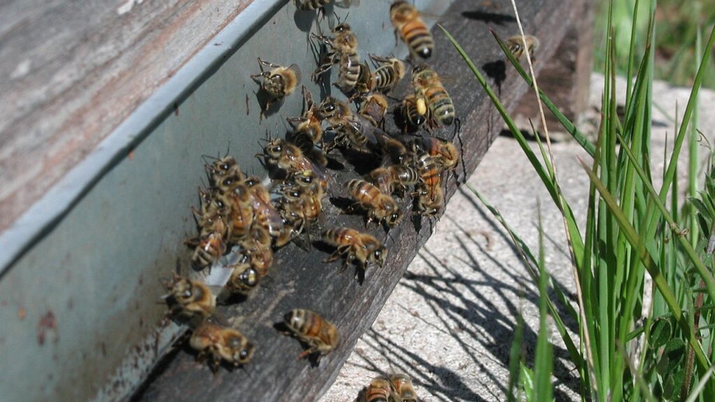bee, hive, nature