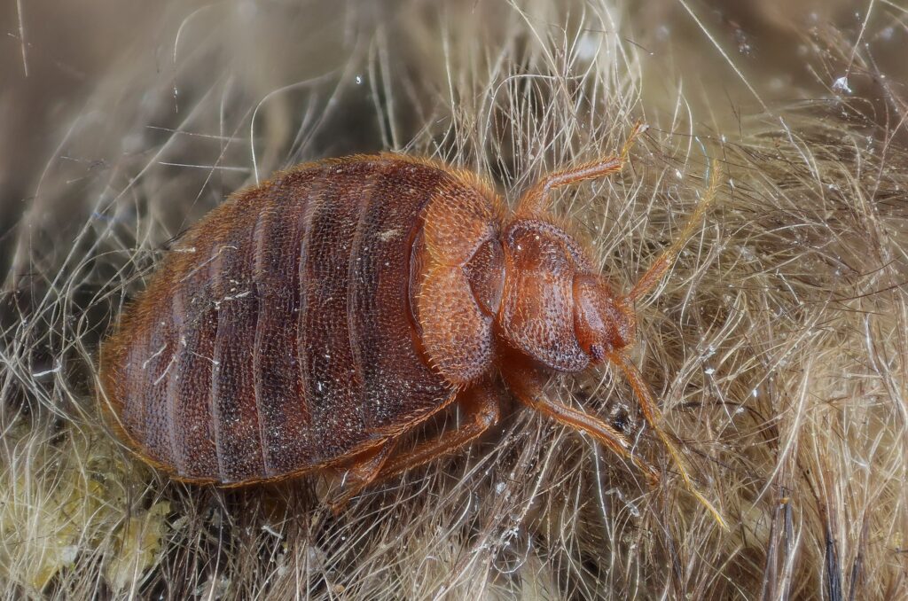 Bedbug close-up
