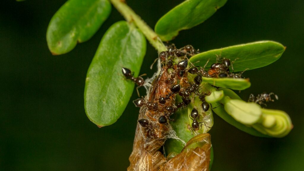 Close-up macro photography of ants crawling on green leaves, highlighting their natural behavior.