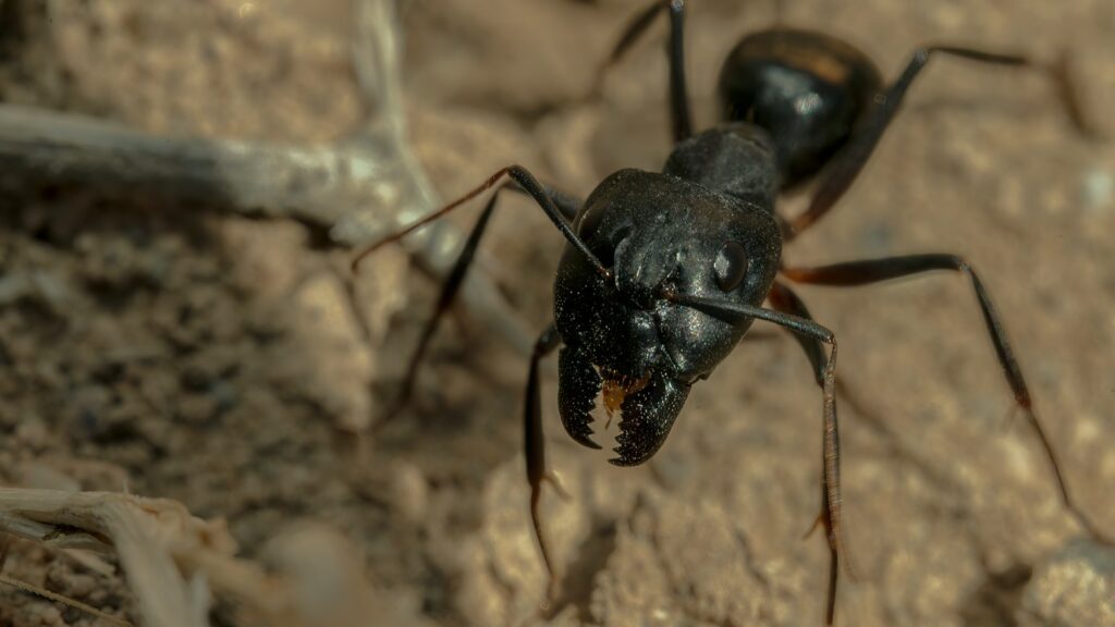 a couple of black bugs standing on top of a dirt ground
