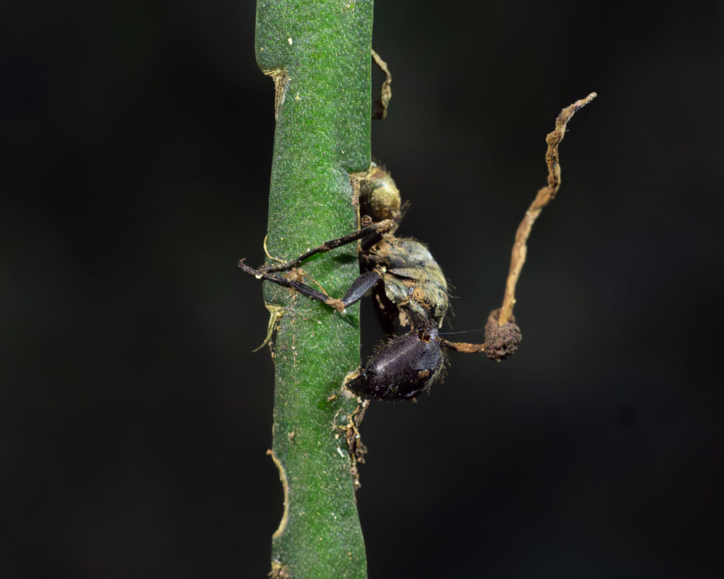 Ophiocordyceps unilateralis