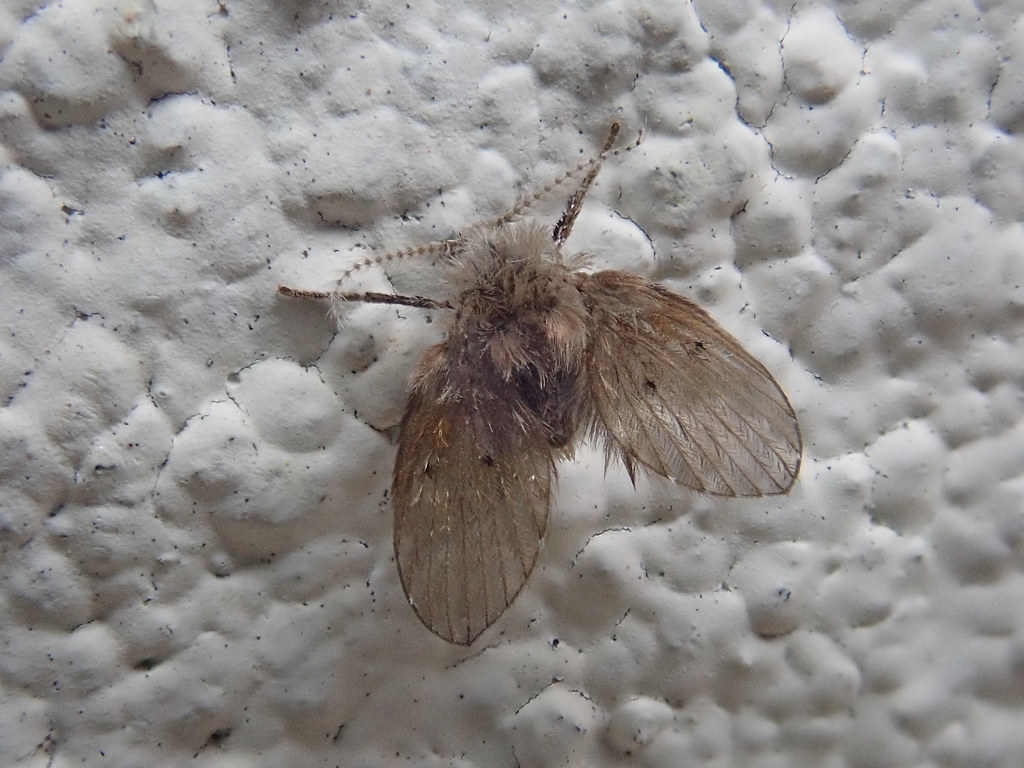 Why Drain Flies Are More Than Just an Annoyance